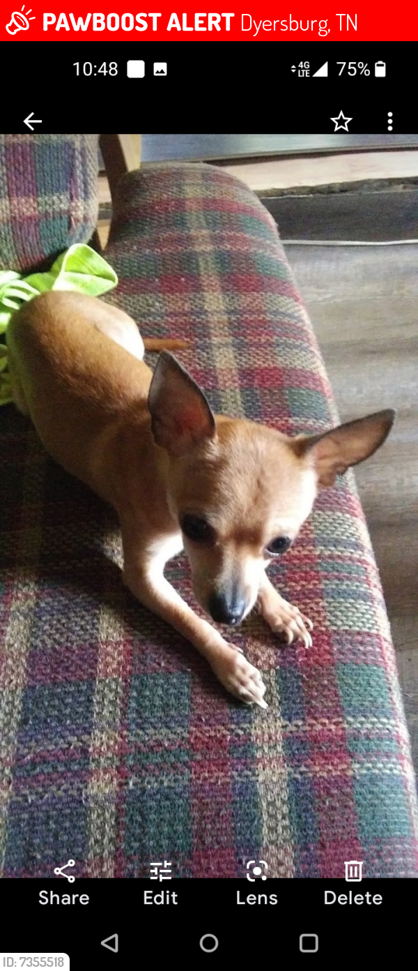 Lost Female Dog last seen Walmart dyersburge last night, Dyersburg, TN 38024