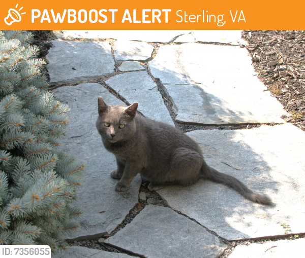 Found/Stray Male Cat last seen Near West Brighton Avenue Sterling VA, Sterling, VA 20164