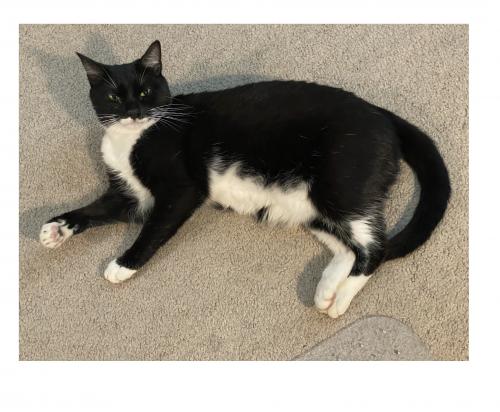 Lost Female Cat last seen Langford Rd and Soft Stone Dr, Blythewood, SC, Blythewood, SC 29016