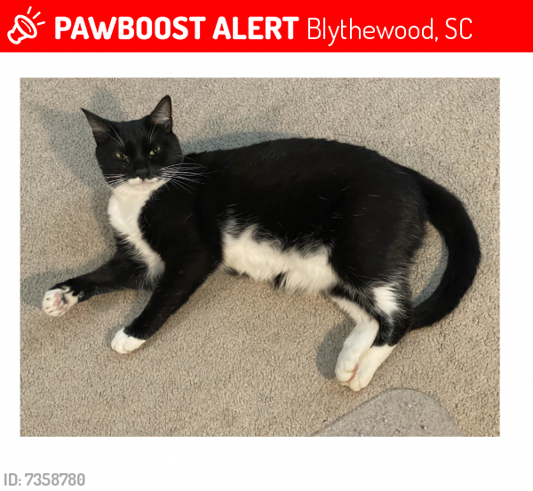Lost Female Cat last seen Langford Rd and Soft Stone Dr, Blythewood, SC, Blythewood, SC 29016