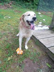 Reunited Male Dog last seen Near McGuinn Dr. , High Point, NC 27265