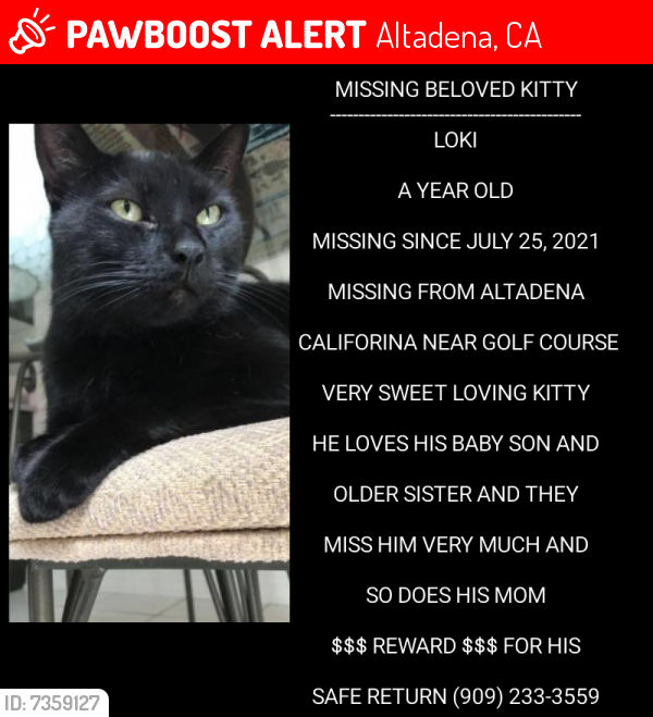 Lost Male Cat last seen Golf Course  Altadena , Ca., Altadena, CA 91001