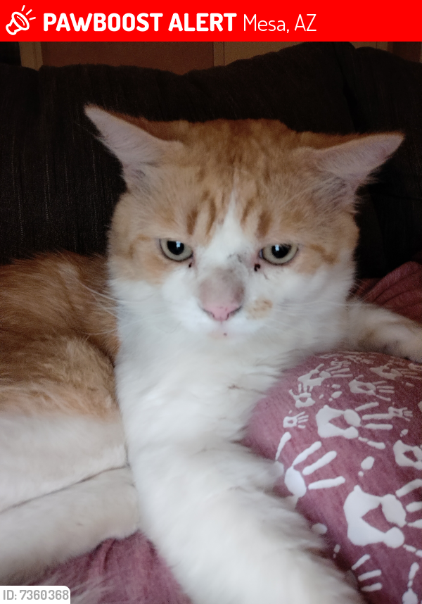 Lost Male Cat last seen Brown and Lindsey, Mesa, AZ 85213