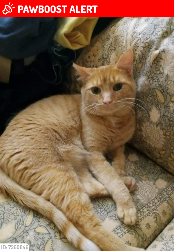 Lost Male Cat last seen Dalewood Drive Silver Spring Md, Wheaton-Glenmont, MD 20902