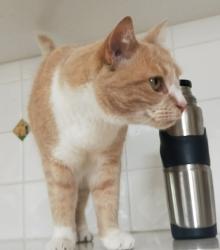 Lost Female Cat last seen High st near Mann st Chatswood NSW, Chatswood, NSW 2067