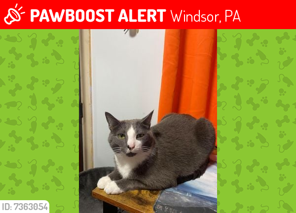 Lost Male Cat last seen Jamison Rd, Windsor, PA 17366