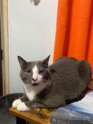 Lost Male Cat last seen Jamison Rd, Windsor, PA 17366