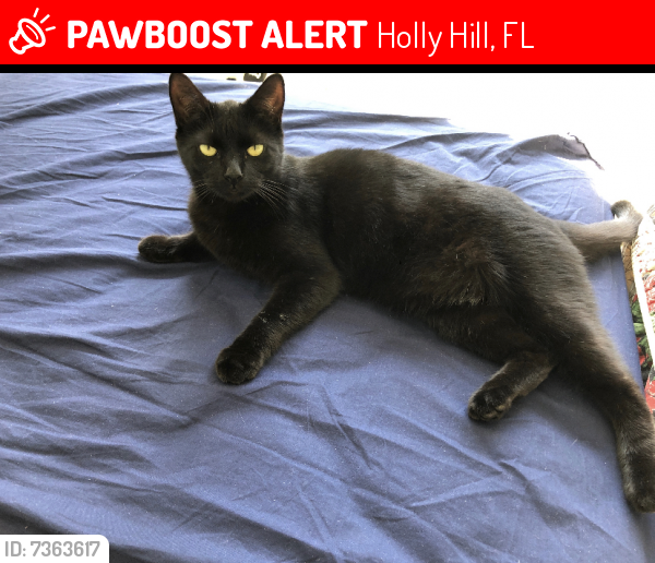 Lost Male Cat last seen Cheeroke RD Street, , Holly Hill, FL 32117
