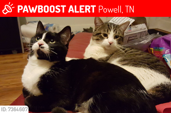 Lost Female Cat last seen Subdivision off Norris Fwy near E. Racoon Valley, Powell, TN 37849