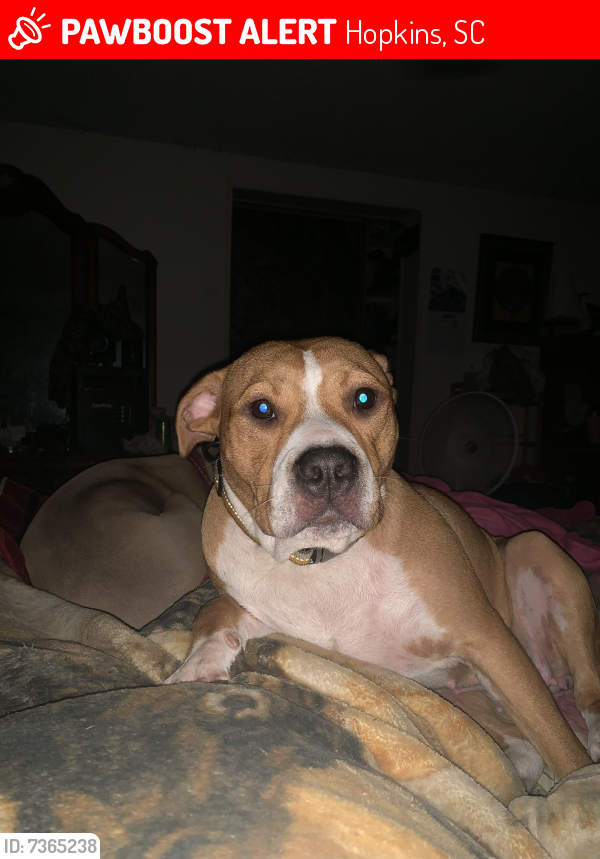 Lost Female Dog last seen Harmon Rd and Old Leesburg Rd, Hopkins, SC 29061