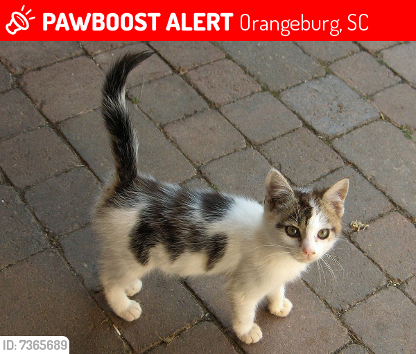 Lost Unknown Cat last seen Near Citadel rd Hampton Inn, Orangeburg, SC 29118