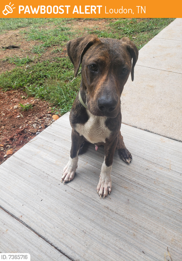 Surrendered Male Dog last seen Port Madison Dr & Hwy 11, Loudon, TN 37774