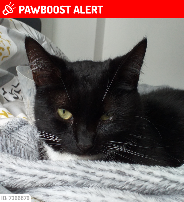 Lost Female Cat last seen Boundary Drive  , Radcliffe, England BL2 6SE