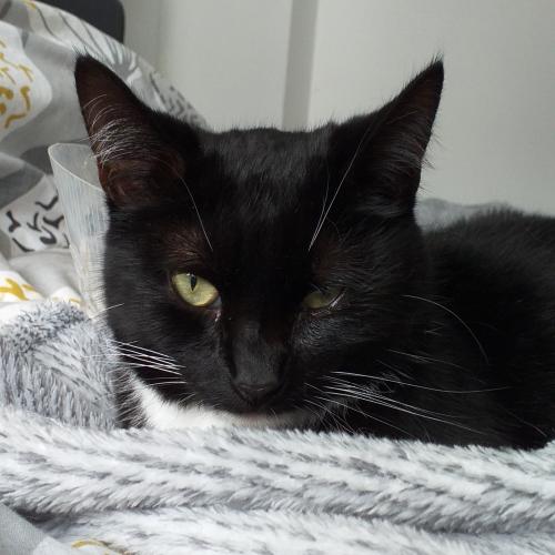 Lost Female Cat last seen Boundary Drive  , Radcliffe, England BL2 6SE