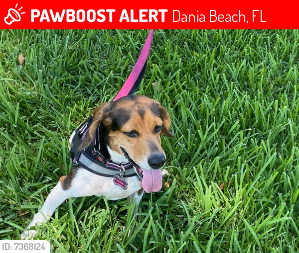 Lost Female Dog last seen Dania Beach Blvd, Dania Beach, FL 33004