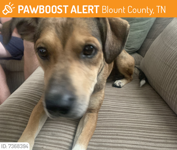 Rehomed Male Dog last seen Howard school rd, Blount County, TN 37801