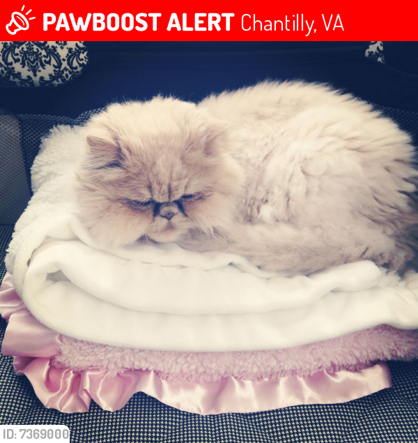 Lost Female Cat last seen Dawson’s Corner community , Chantilly, VA 20152