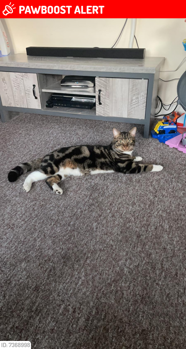 Lost Male Cat last seen Anvil mews, Patchetts Green, England WD25 8DL