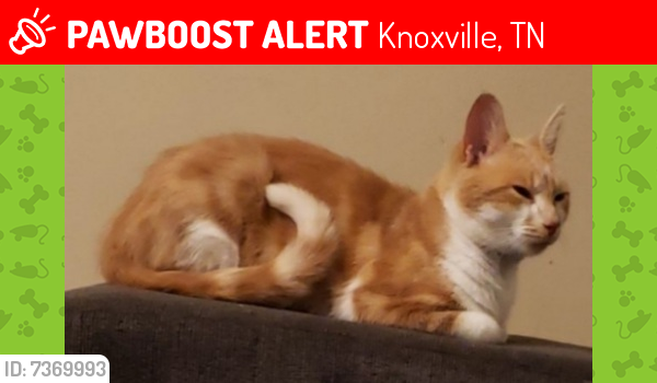 Deceased Male Cat last seen Quail Grove Lane, Knoxville, TN 37920