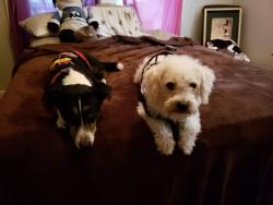 Reunited Male Dog last seen Police station, Bessemer City, NC 28016