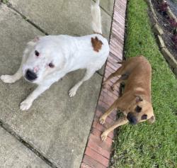 Reunited Unknown Dog last seen Cielio Bay Ct, Houston, TX 77041, USA, Houston, TX 77041