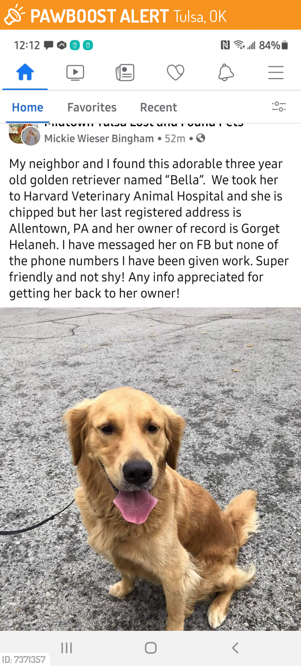Found/Stray Female Dog last seen Harvard, Tulsa, OK 74103