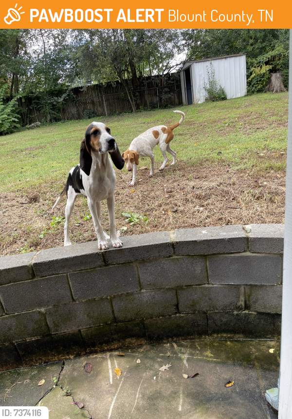 Found/Stray Male Dog last seen Happy Valley Road , Blount County, TN 37803