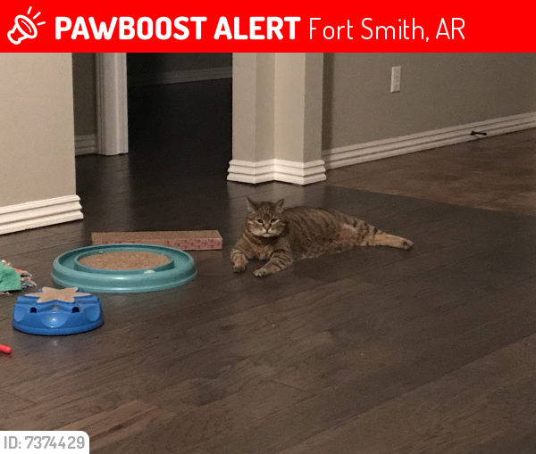 Lost Female Cat last seen The Woods at Chaffee Crossing, Fort Smith, AR 72916