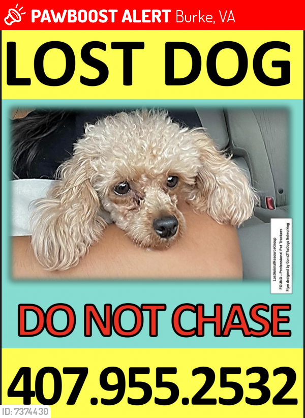 Lost Female Dog last seen Lee St & Old Burke Lake Road , Burke, VA 22015
