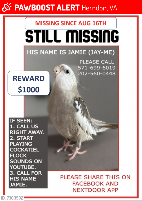 Lost Male Bird last seen Dranesville Rd, Herndon, VA 20170