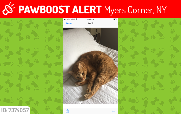 Lost Male Cat last seen Pippin Lane and Kent Road, Myers Corner, NY 12590