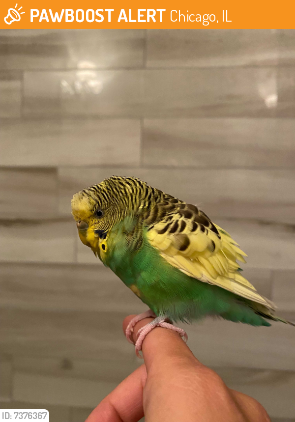 Found/Stray Unknown Bird last seen Chicago Ave and Western Ave, Chicago, IL 60622