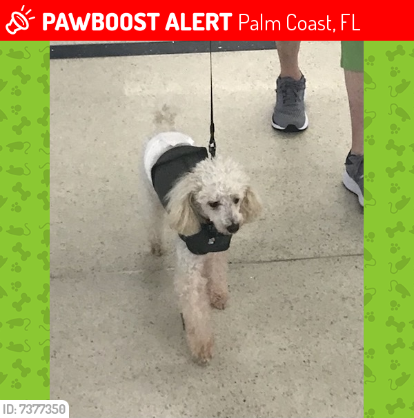 Lost Male Dog last seen Near Captains Walk, Palm Coast, FL 32137