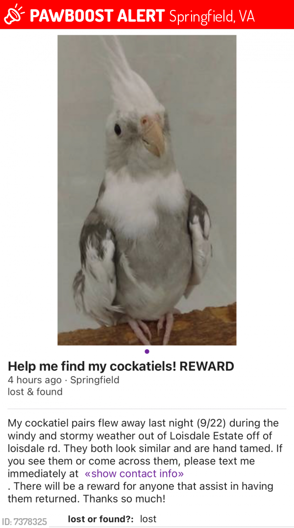 Lost Unknown Bird last seen Ruskin st, Springfield, VA 22150