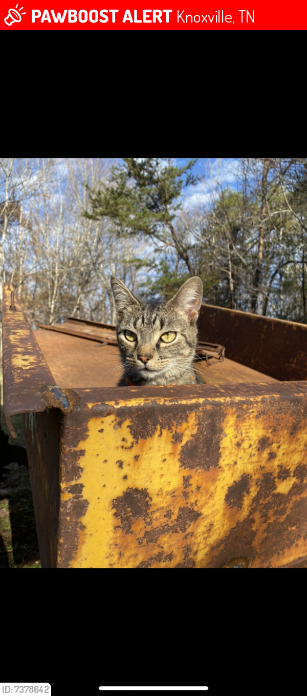Lost Male Cat last seen Swaford Rd, Steele Rd, Knoxville, TN 37932