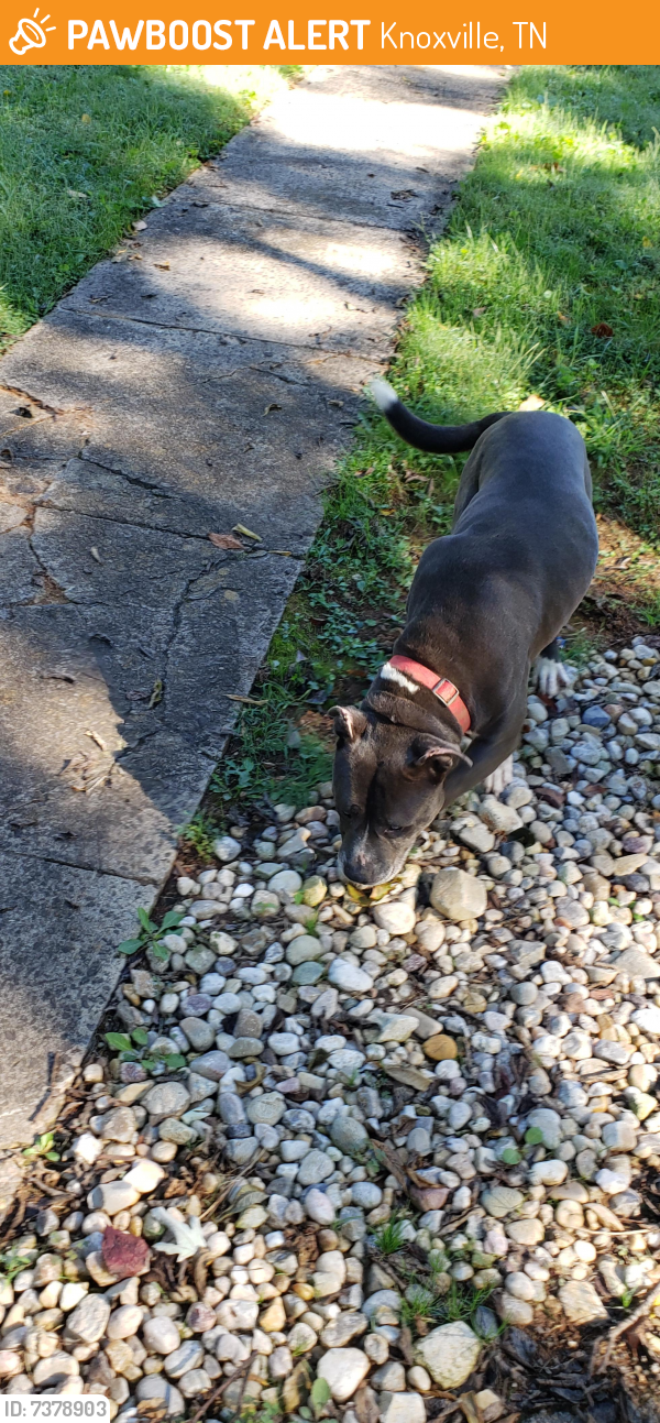 Surrendered Male Dog last seen Bradshaw garden & Clinton highway, Knoxville, TN 37912