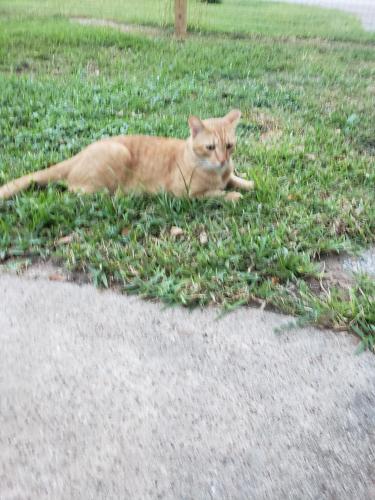 Lost Male Cat last seen Near edgewood st liberty between bowieand austin, Liberty, TX 77575