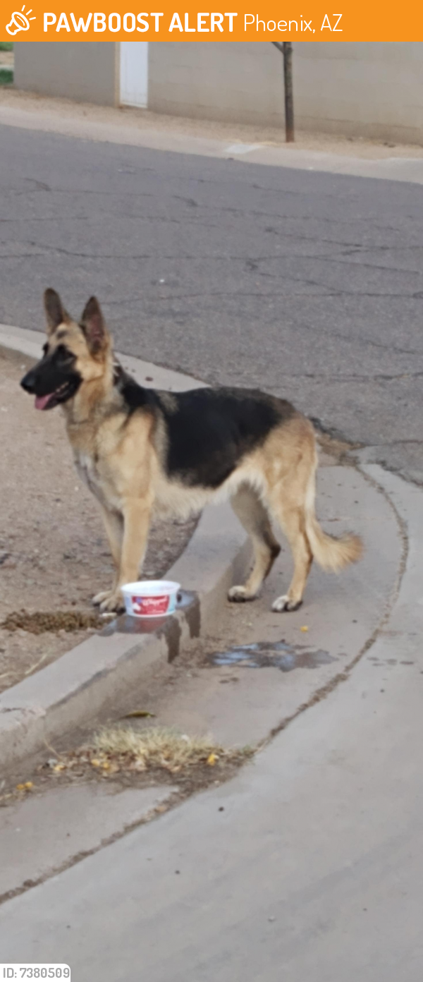 Found/Stray Female Dog last seen 40th ave granada, Phoenix, AZ 85009