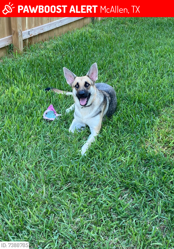 Lost Female Dog last seen Roosevelt Elementary School, McAllen, TX 78503