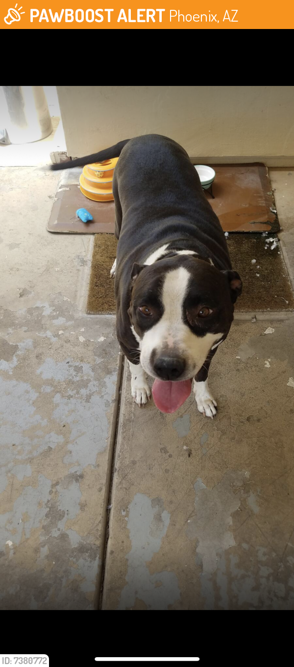 Found/Stray Male Dog last seen 48th street and baseline Rd, Phoenix, AZ 85042
