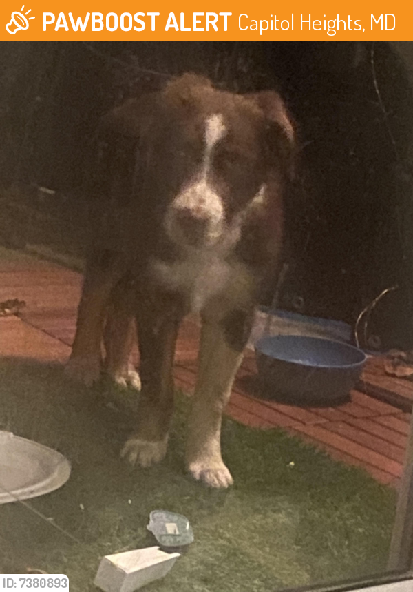 Found/Stray Male Dog last seen Central ave and Morgan metro blvd , Capitol Heights, MD 20743