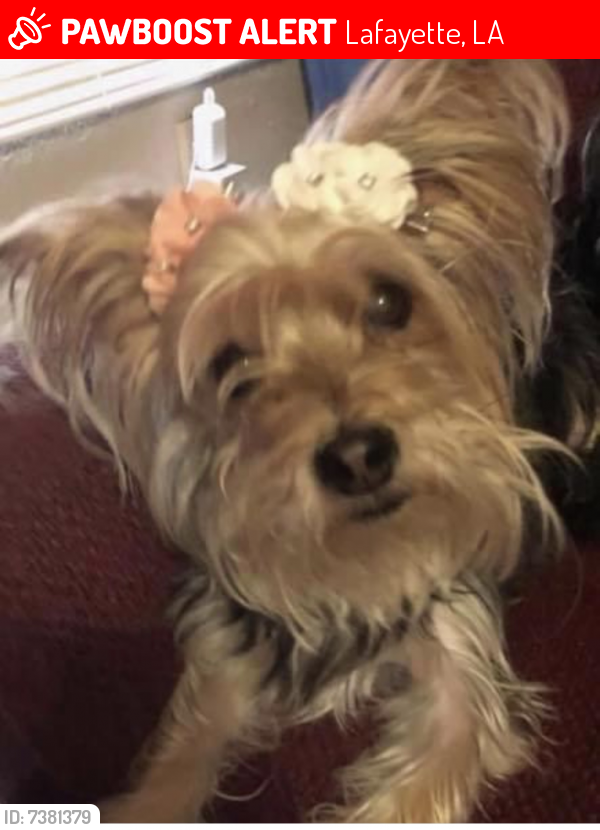 Lost Female Dog last seen Moss Street area, Lafayette, LA 70501