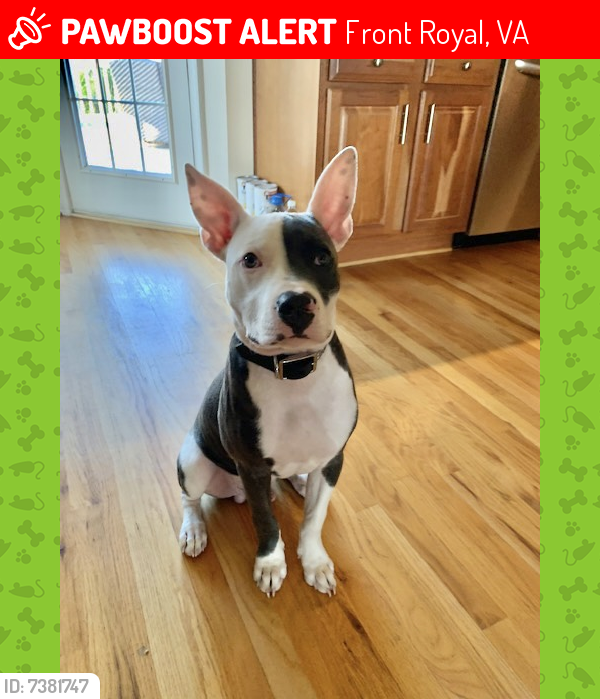 Lost Male Dog last seen Kendrick Ford Road and Esteppe Road, Front Royal, VA 22630