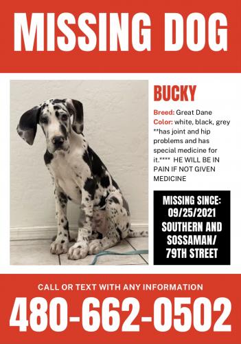 Lost Male Dog last seen Southern and Sossaman , Mesa, AZ 85209