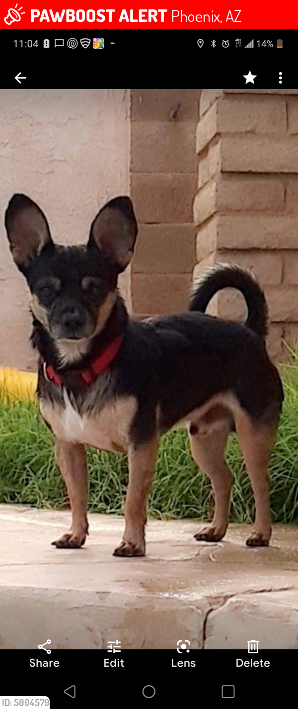 Lost Male Dog last seen Near w Belmont Ave, Phoenix, AZ 85041
