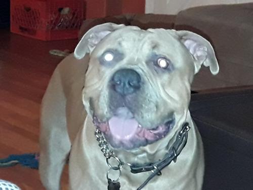Lost Male Dog last seen Bark rd and Seagoin rd, Brick Township, NJ 08723