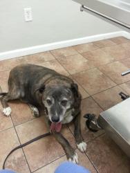 Lost Male Dog last seen Cedar/Elm, Hesperia, CA 92340