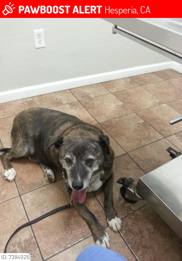 Lost Male Dog last seen Cedar/Elm, Hesperia, CA 92340