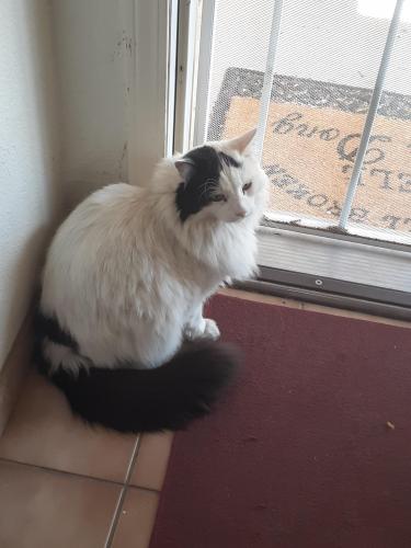 Lost Male Cat last seen Southern and Juan Tabo, Albuquerque, NM 87123