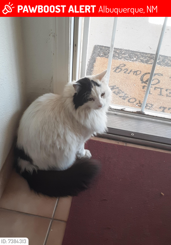 Lost Male Cat last seen Southern and Juan Tabo, Albuquerque, NM 87123